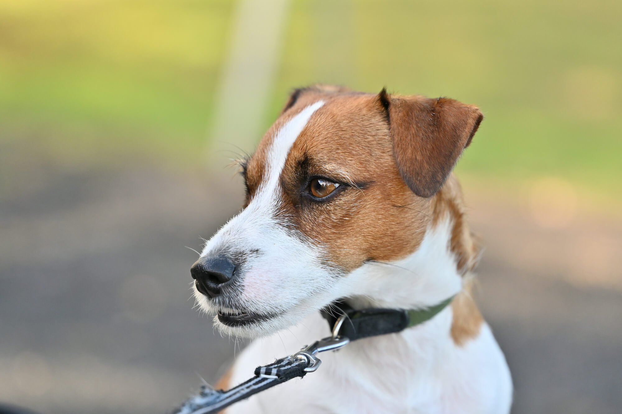 おしゃれな犬用首輪の選び方や、おすすめアイテムのランキングをご紹介